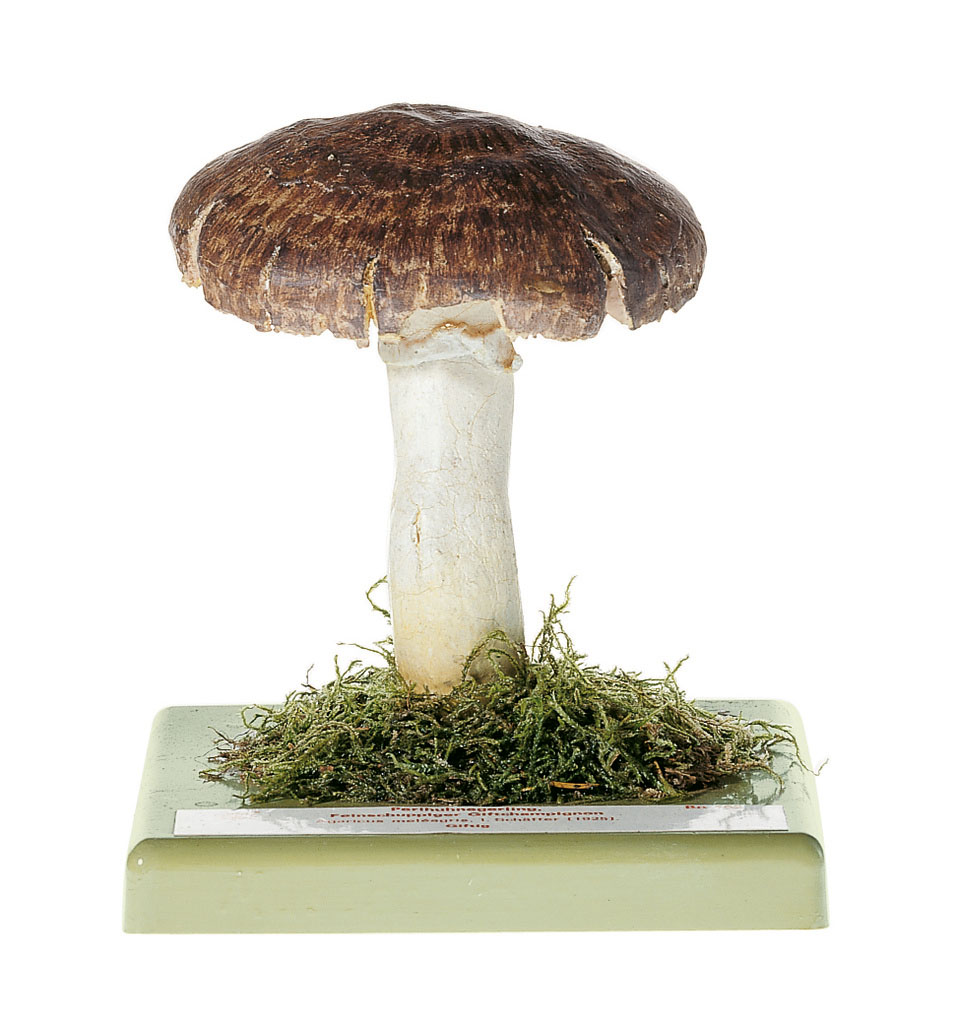 Eastern Flat-Topped Agaricus