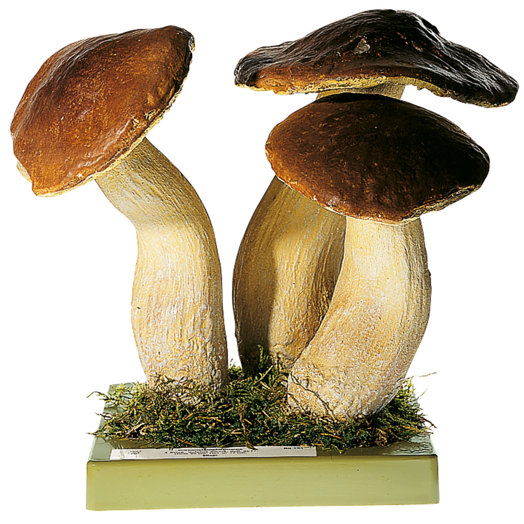 Penny Bun Bolete