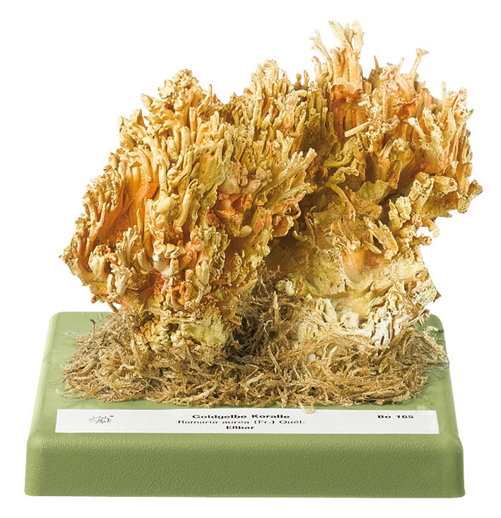 Golden Coral