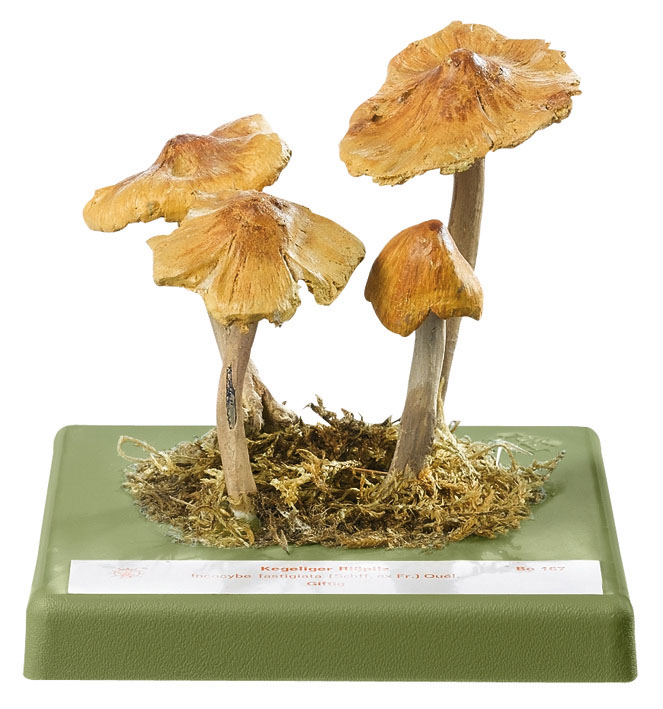 Torn Fibrecap