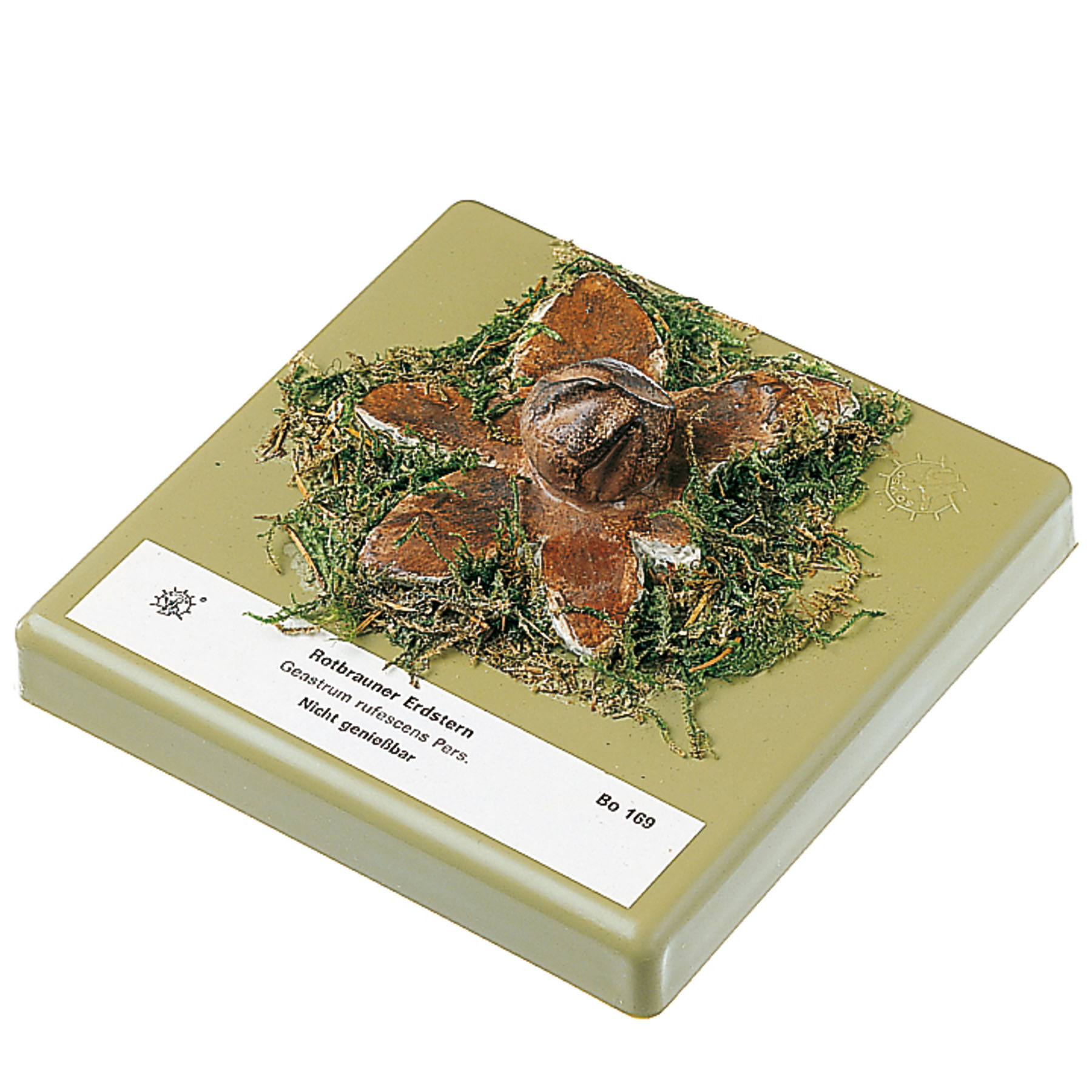 Rosy Earthstar