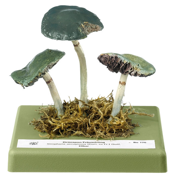 Verdigris Agaric