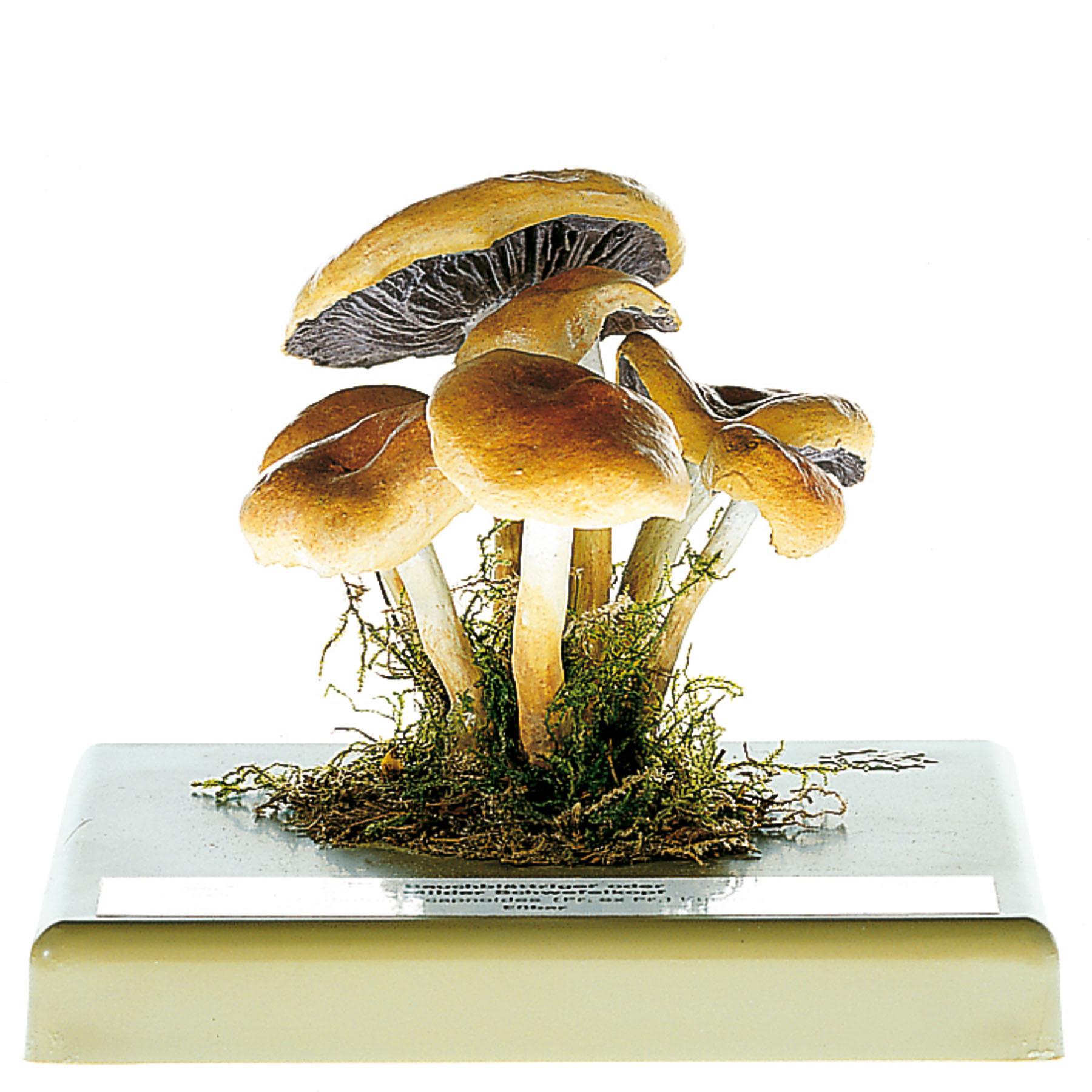 Conifer Tuft Mushroom