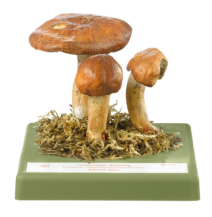 Tricholoma Batschii