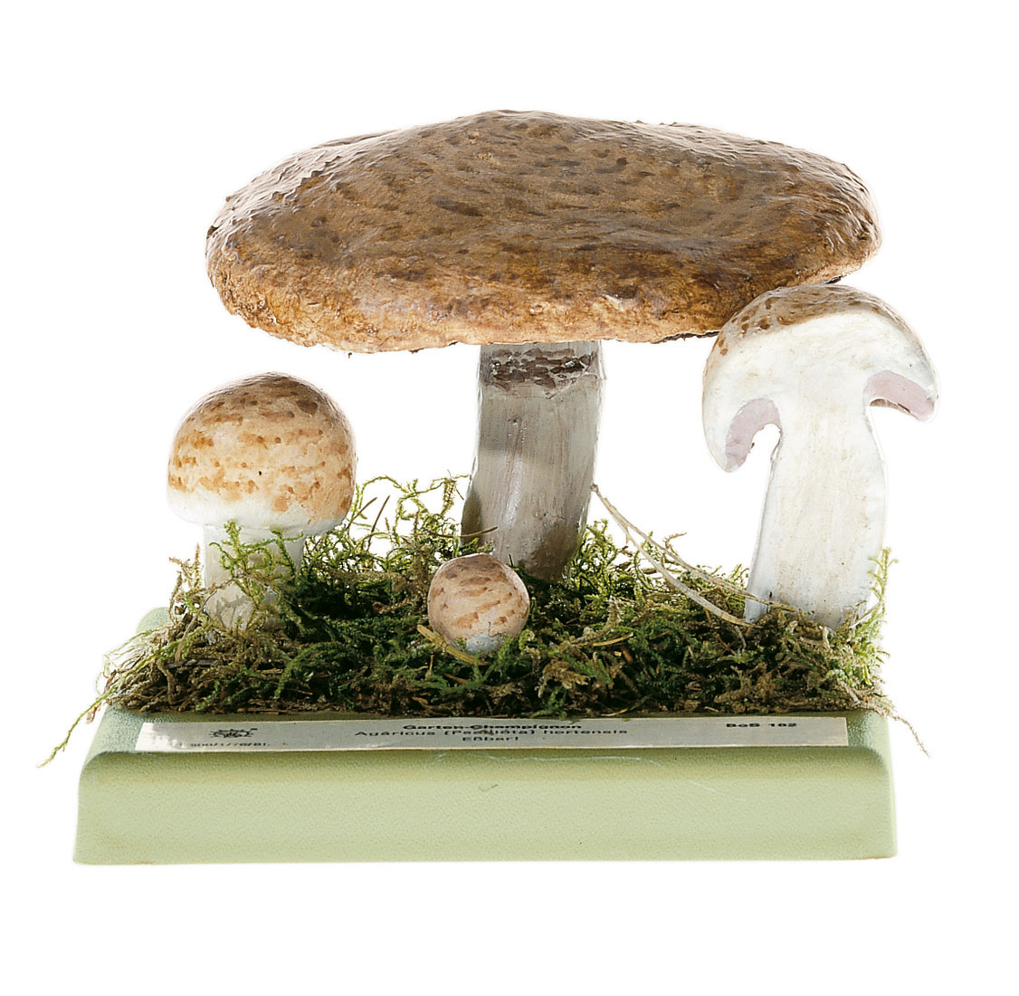 Portobello Mushroom