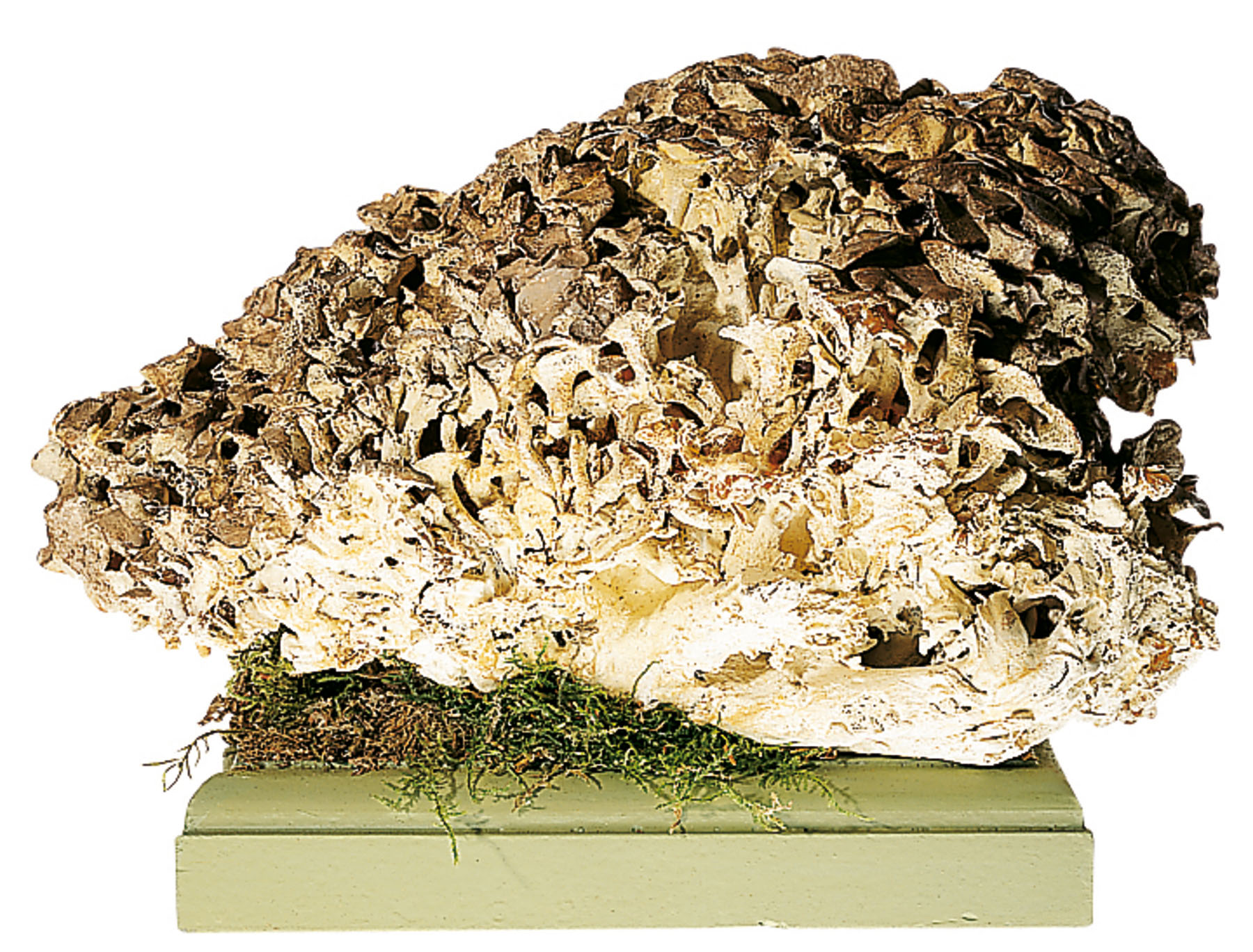 Umbrella Polypore Fungus
