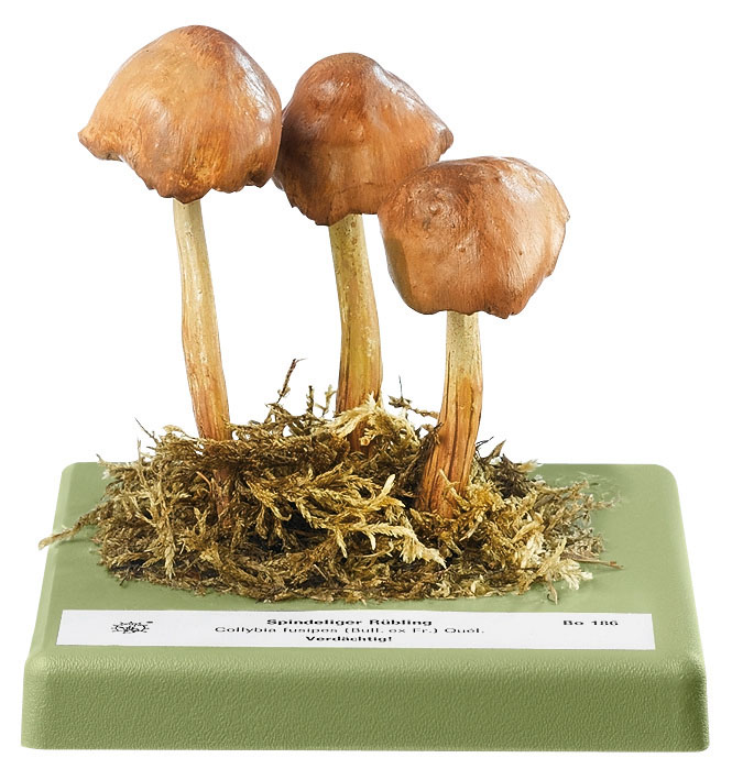 Spindleshank Mushroom