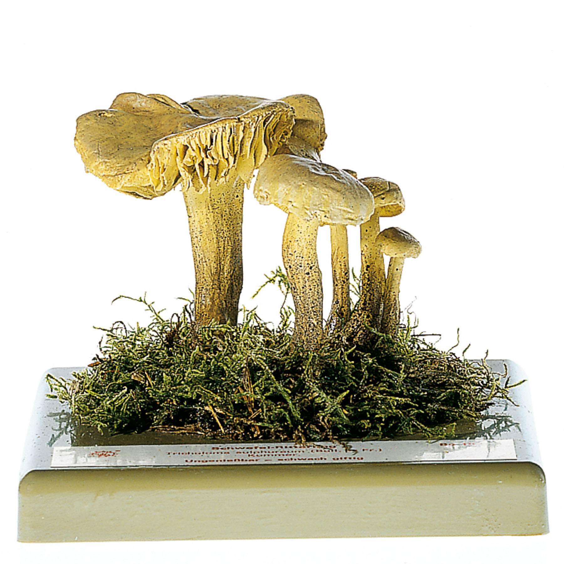 Sulphur Knight