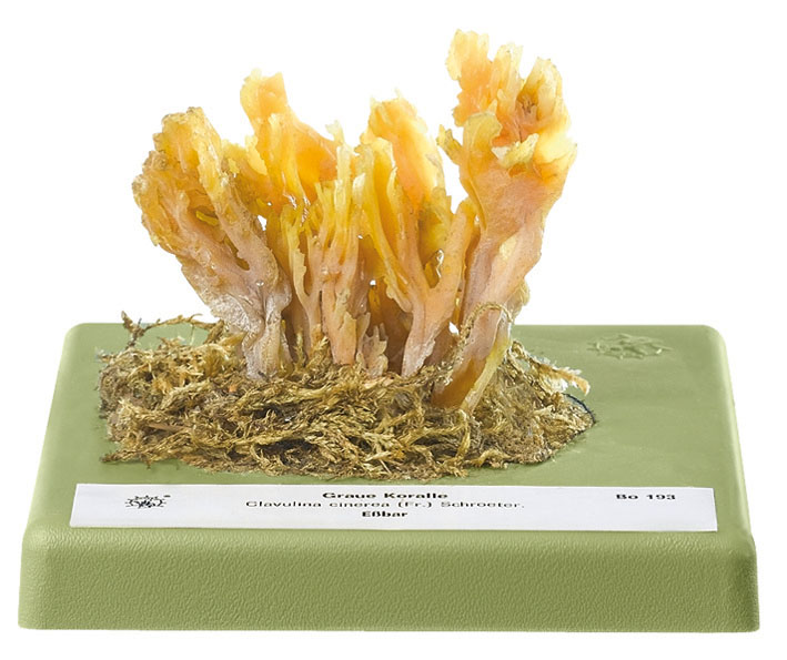 Grey Coral