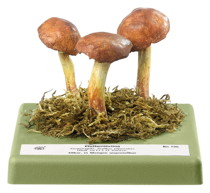 Peppery Bolete