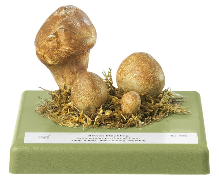 Stump Puffball