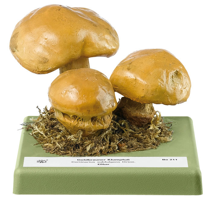 Cortinarius Subfulgens