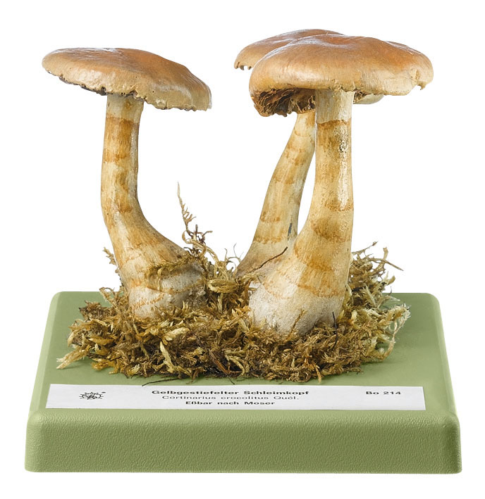 Birch Webcap