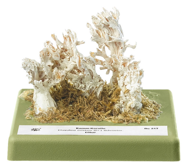 White Coral Fungus