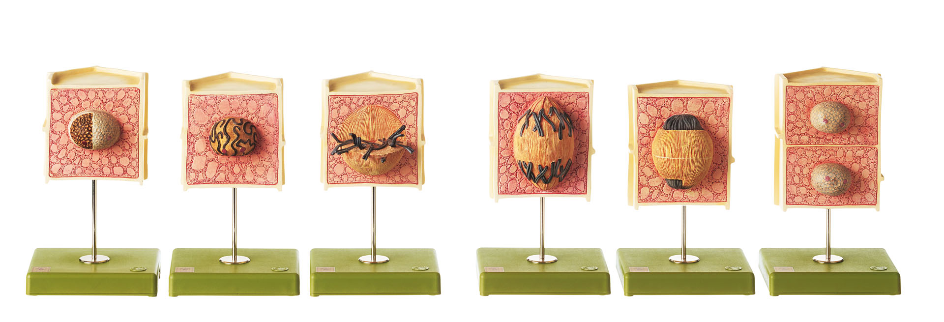 Series of Models Showing the Typical Indirect Plant Mitosis