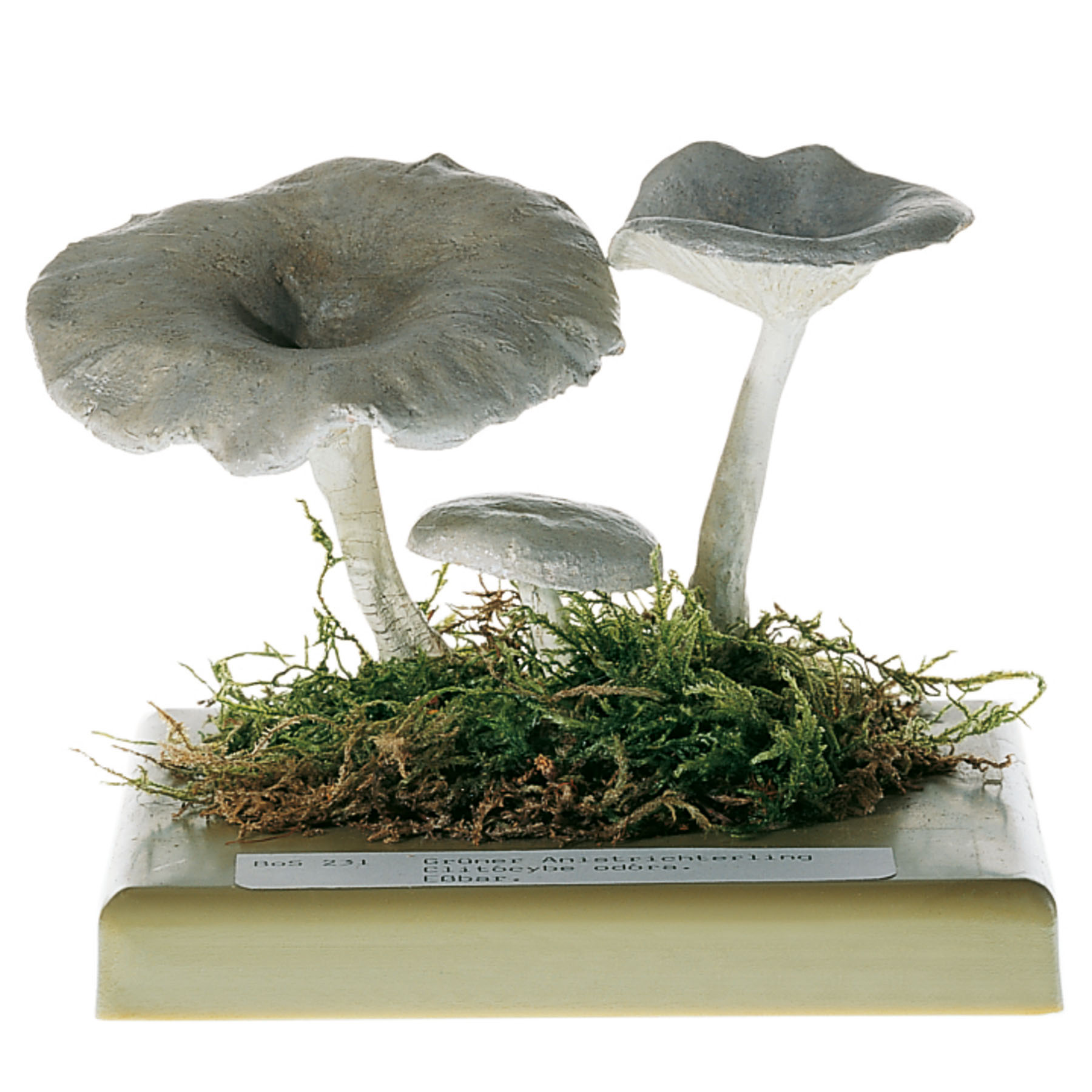 Aniseed Toadstool