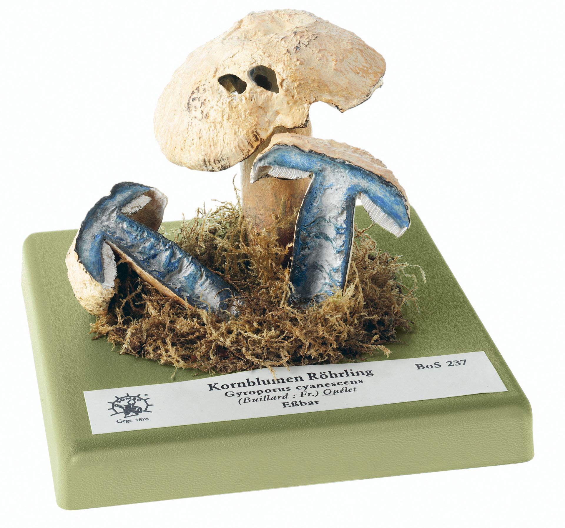 Bluing Bolete