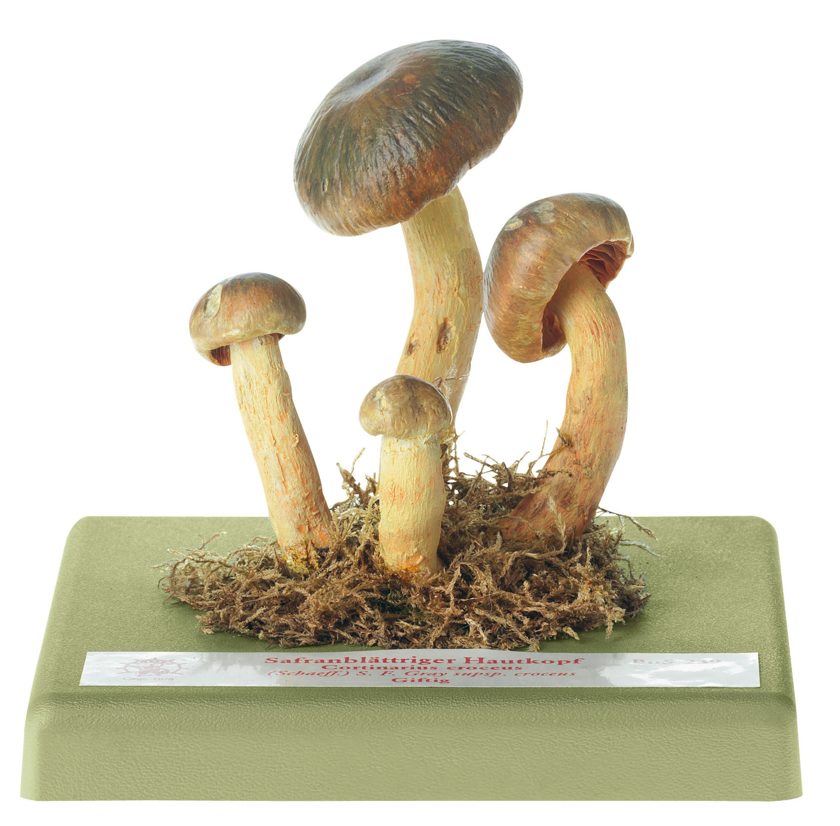 Saffron Webcap