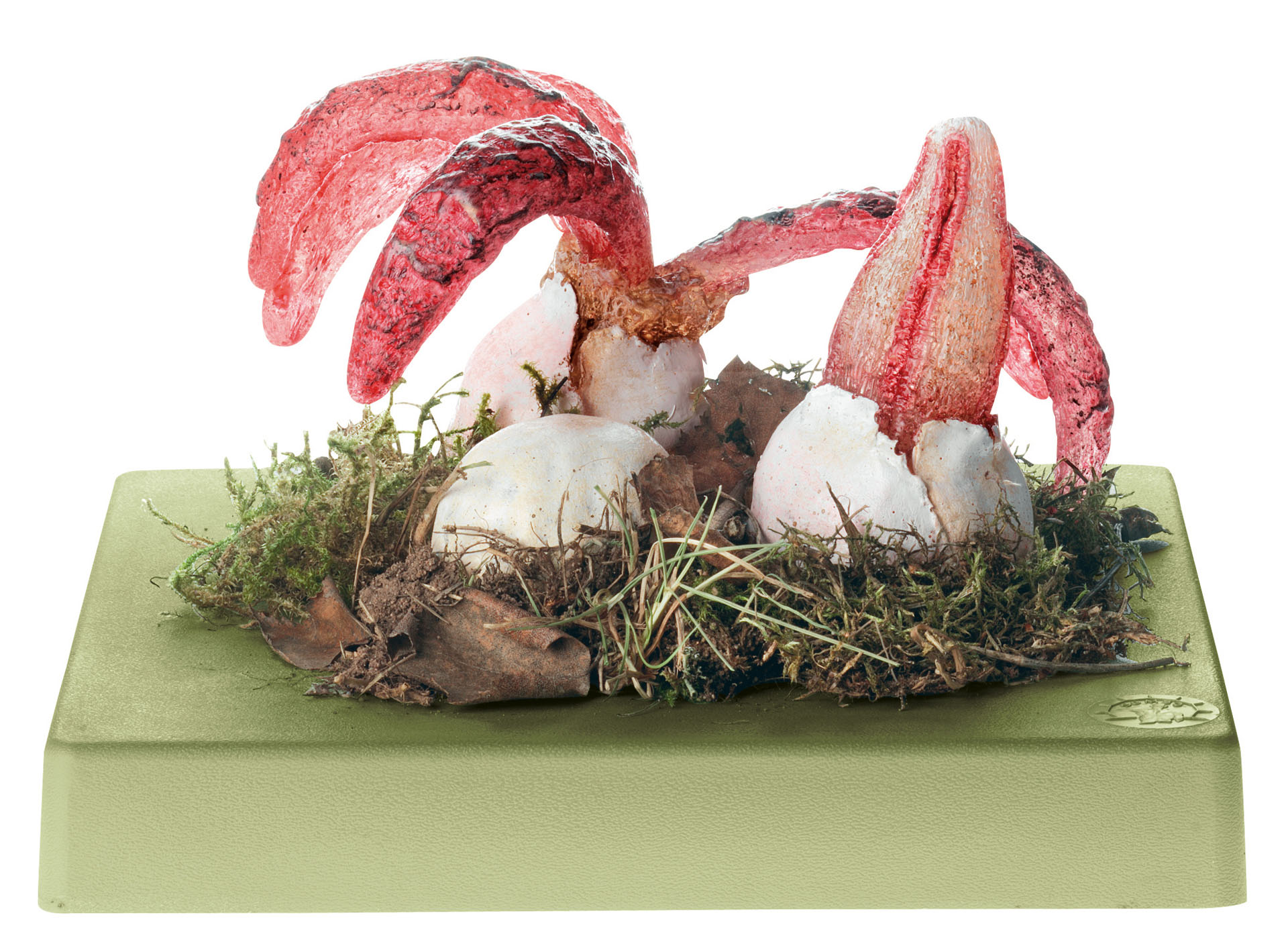 Octopus Stinkhorn