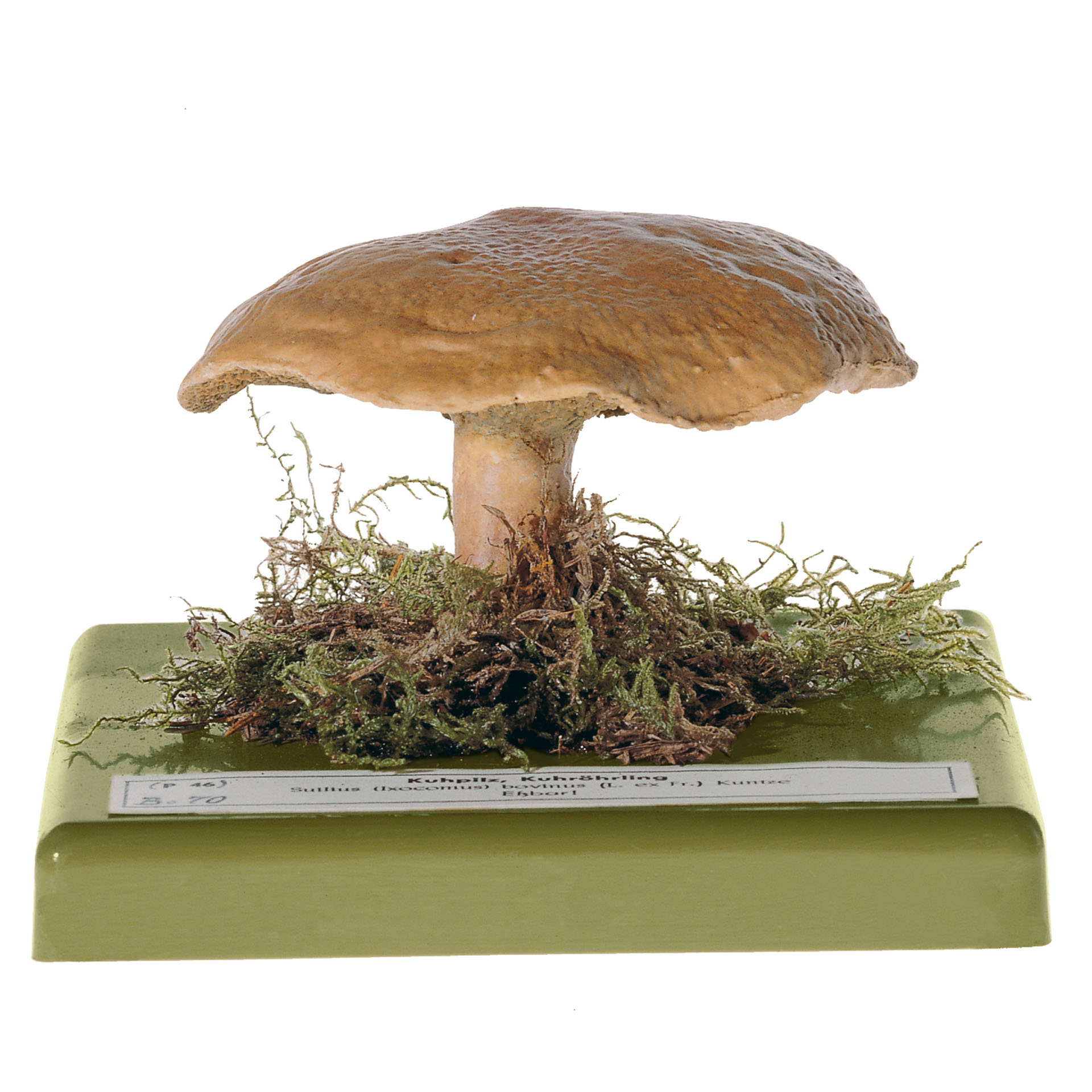 Bovine Bolete