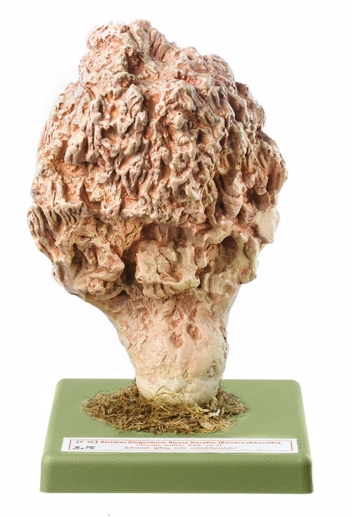 Ramaria Mairei