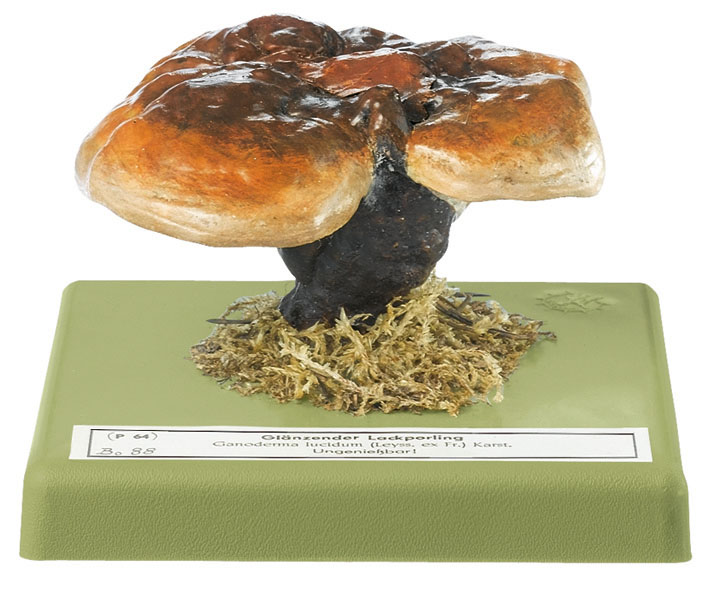 Lingzhi Mushroom