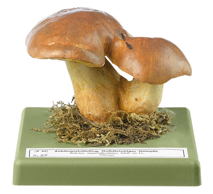 Butter Bolete