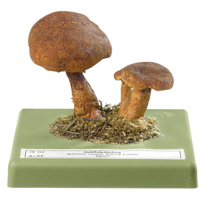Hollow Bolete