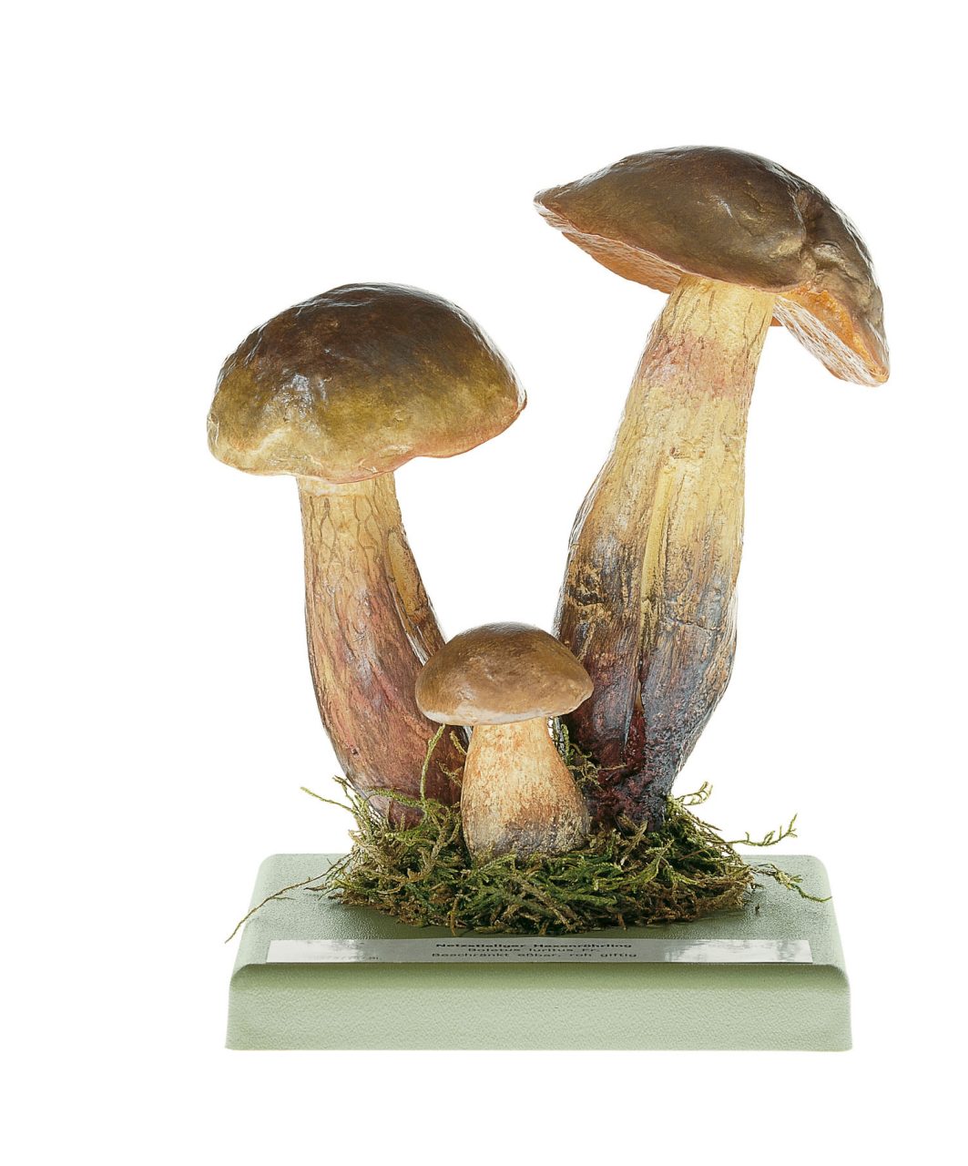 Lurid Bolete
