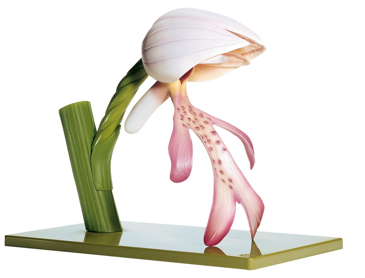 Military Orchid, Flower