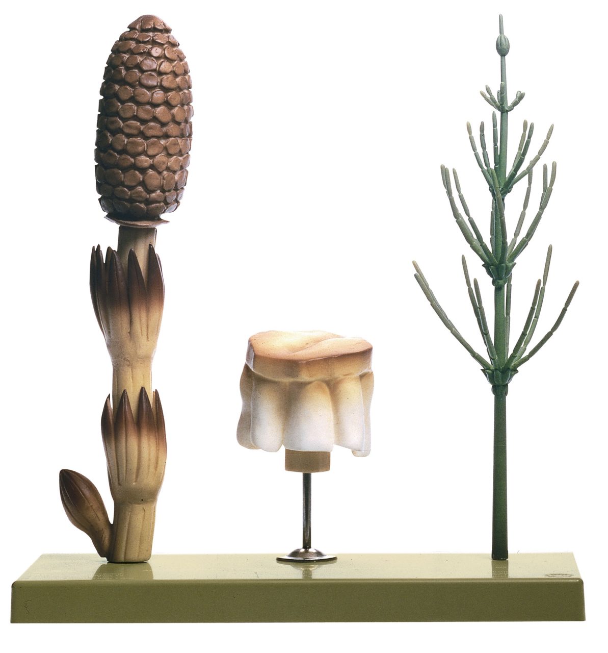 Field Horsetail