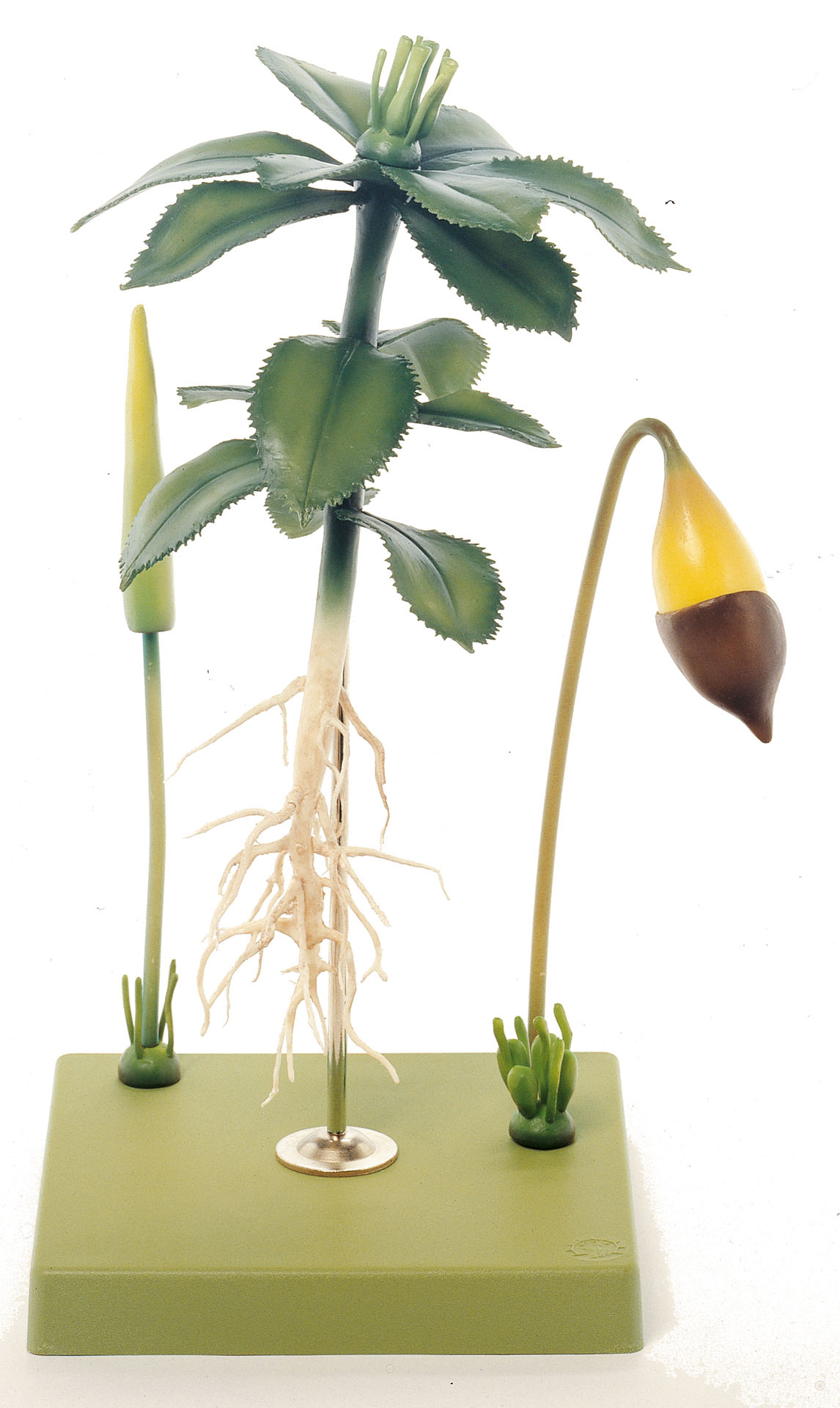 Moss, Gametophyte With Sporophyte