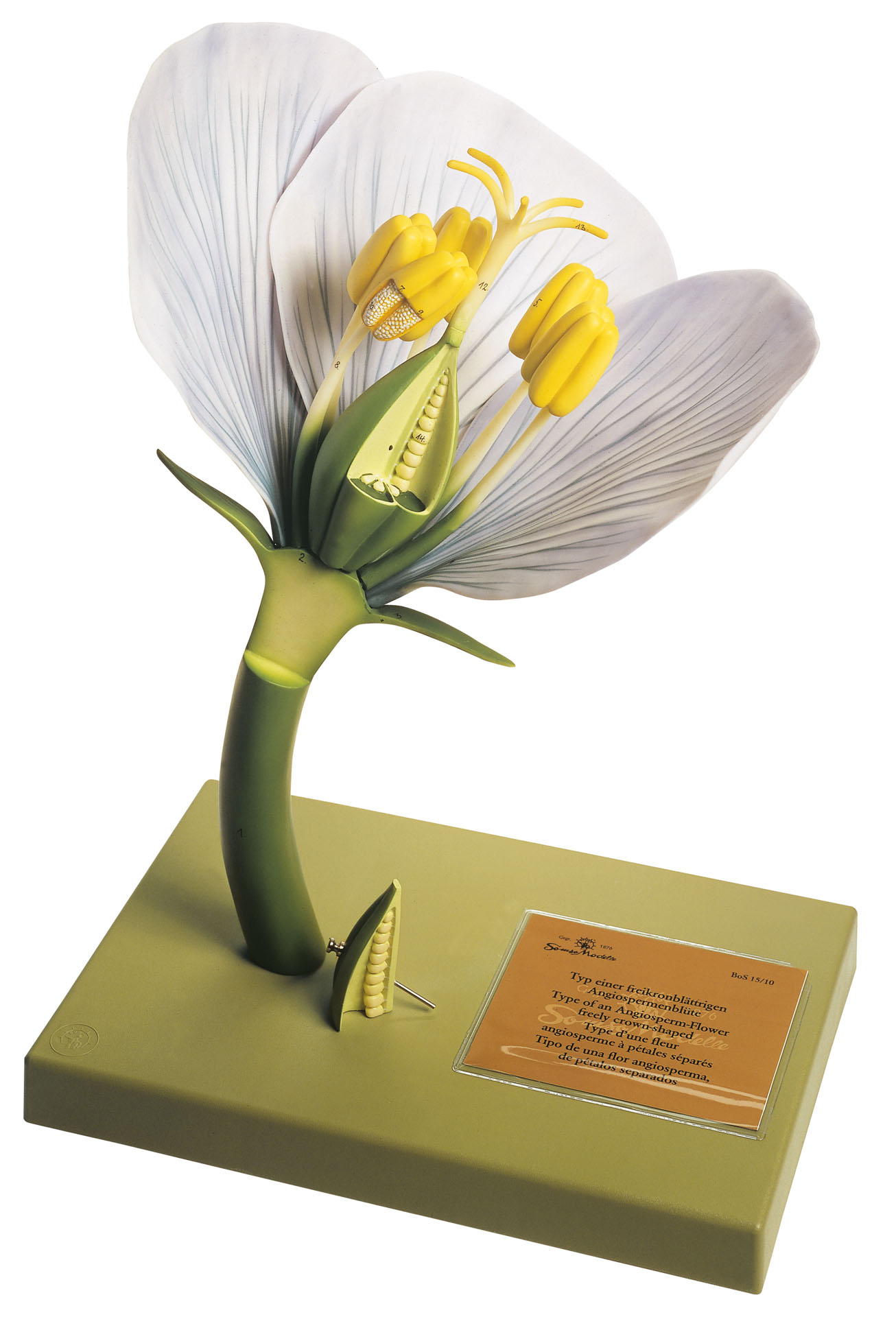 Example of a Not United Perianth of an Angiosperm Flower