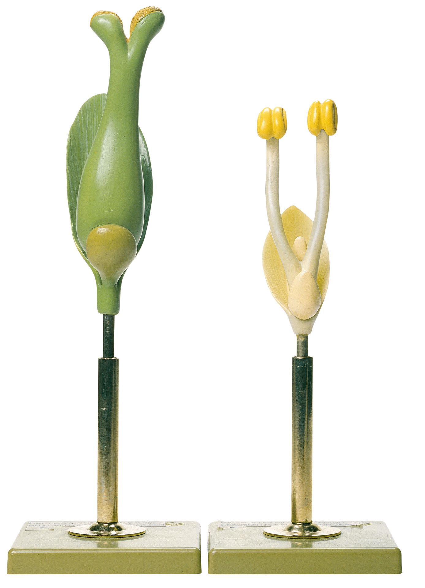 Willow Flower, Male and Female