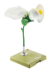 Pea, Flower