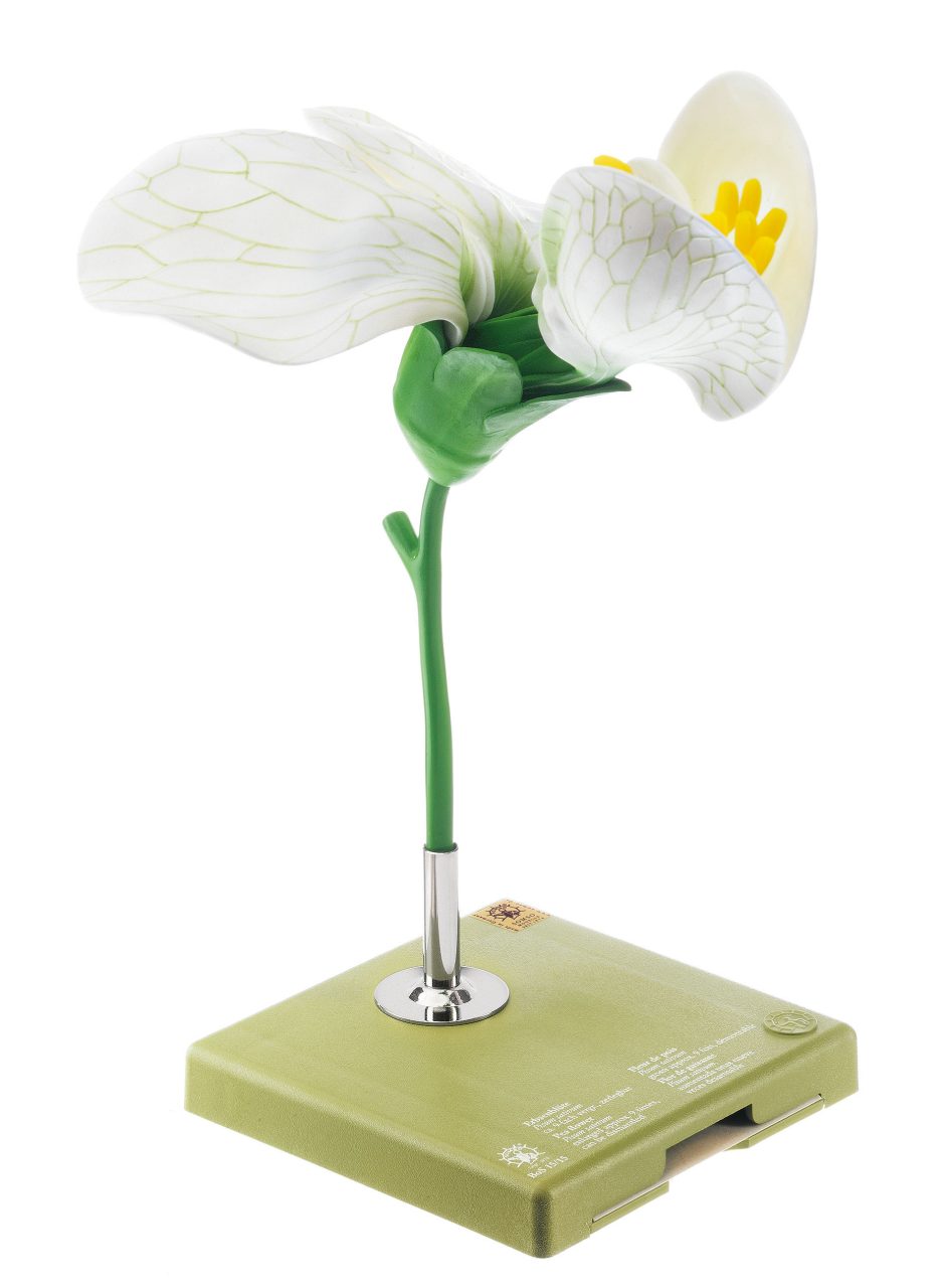 Pea, Flower