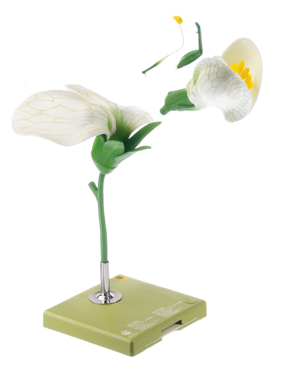 Pea, Flower