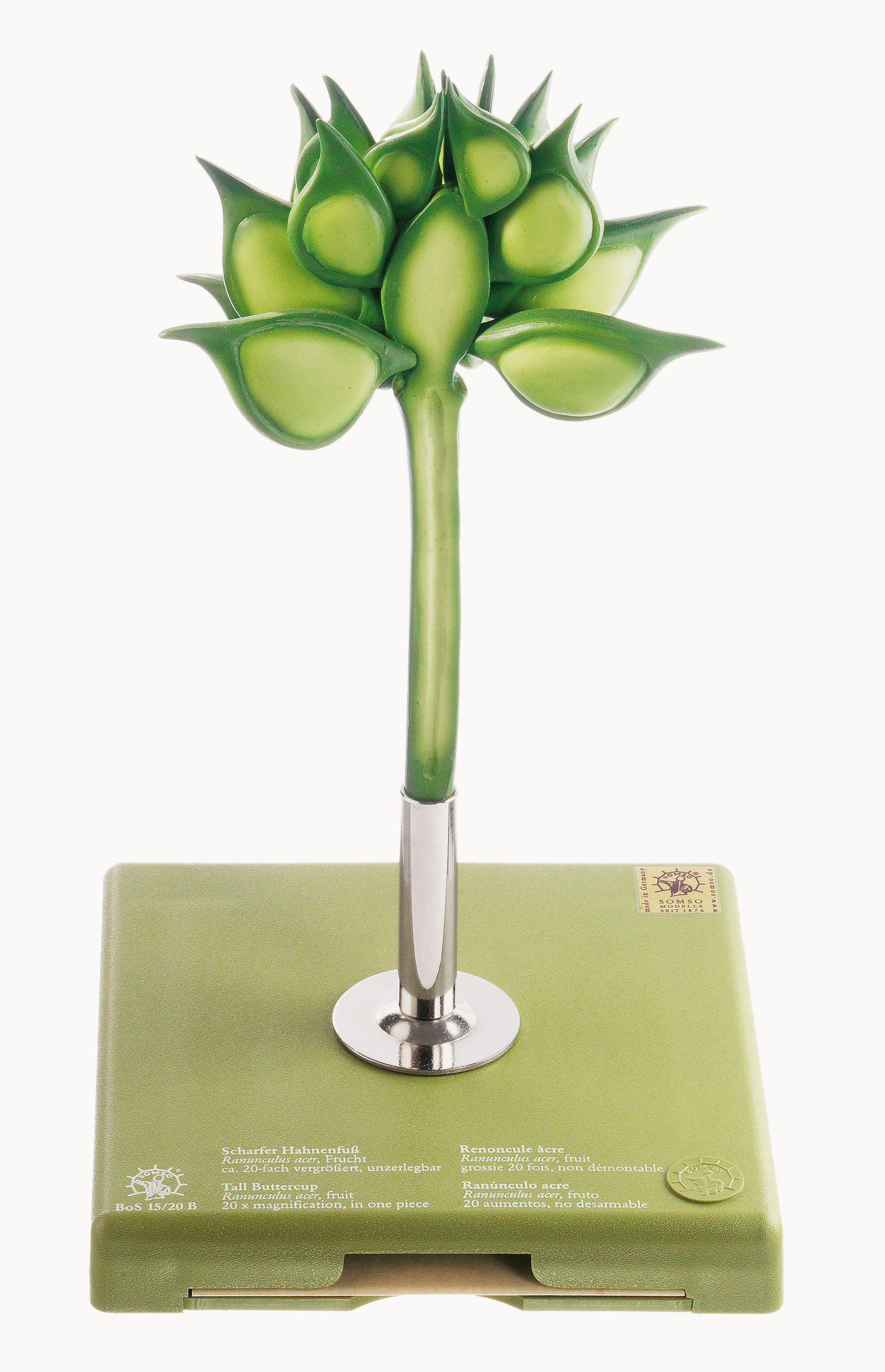 Buttercup – Fruit