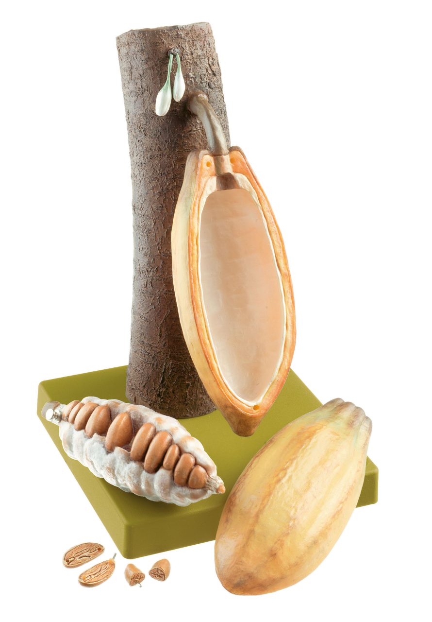 Fruit of the Cacao