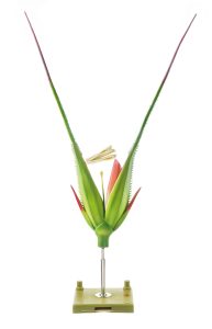 Rye Spikelet