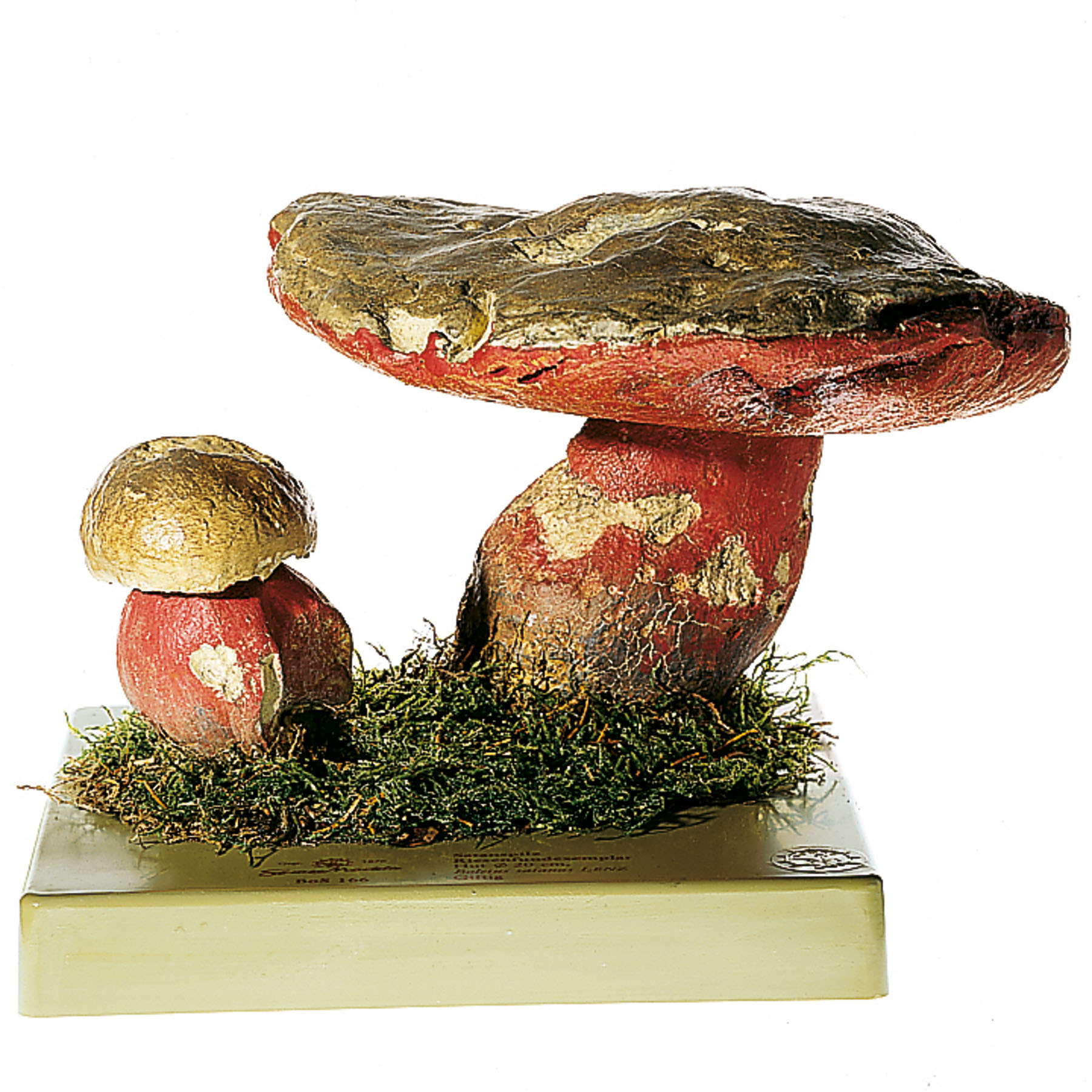 Devil’s Bolete