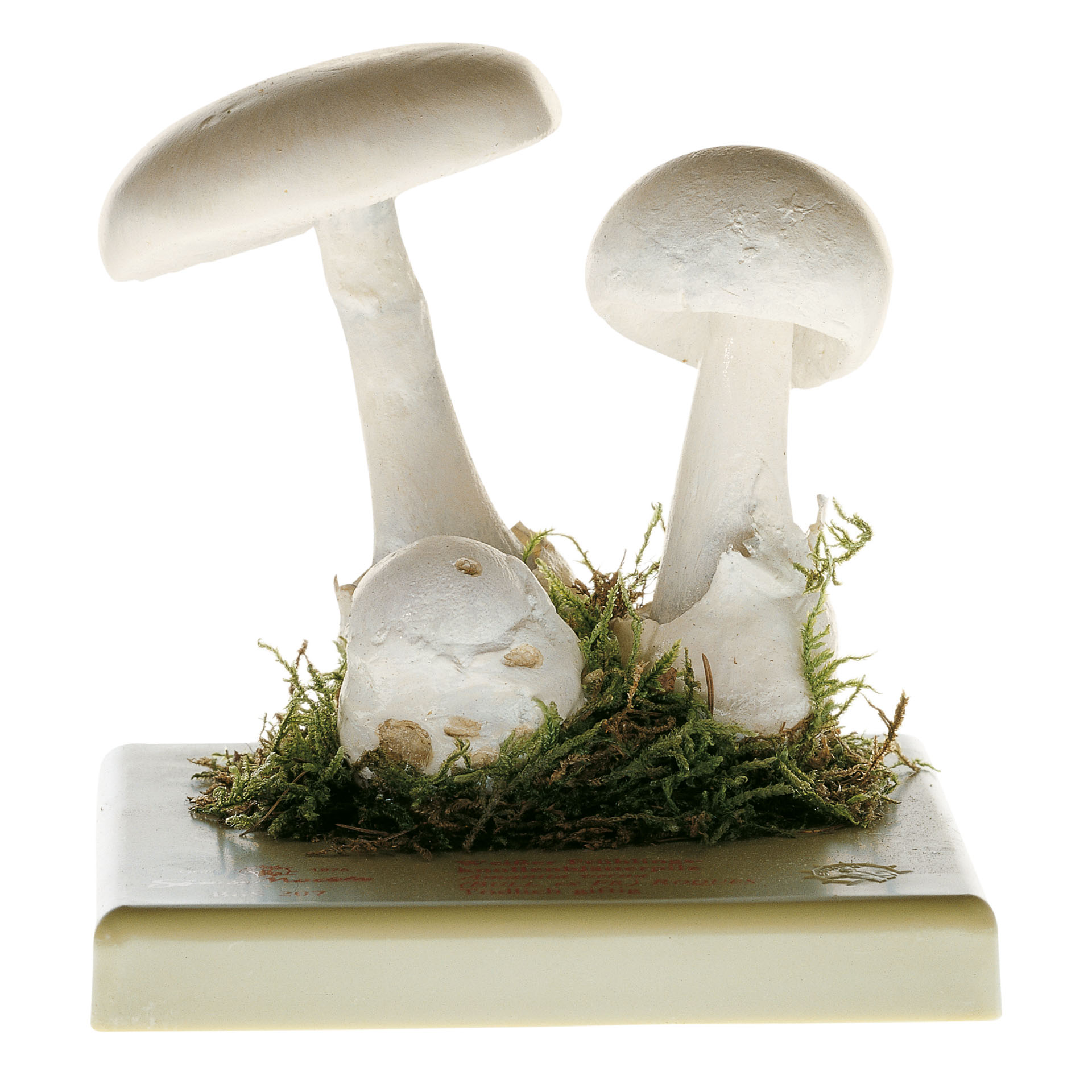 Fool’s Mushroom