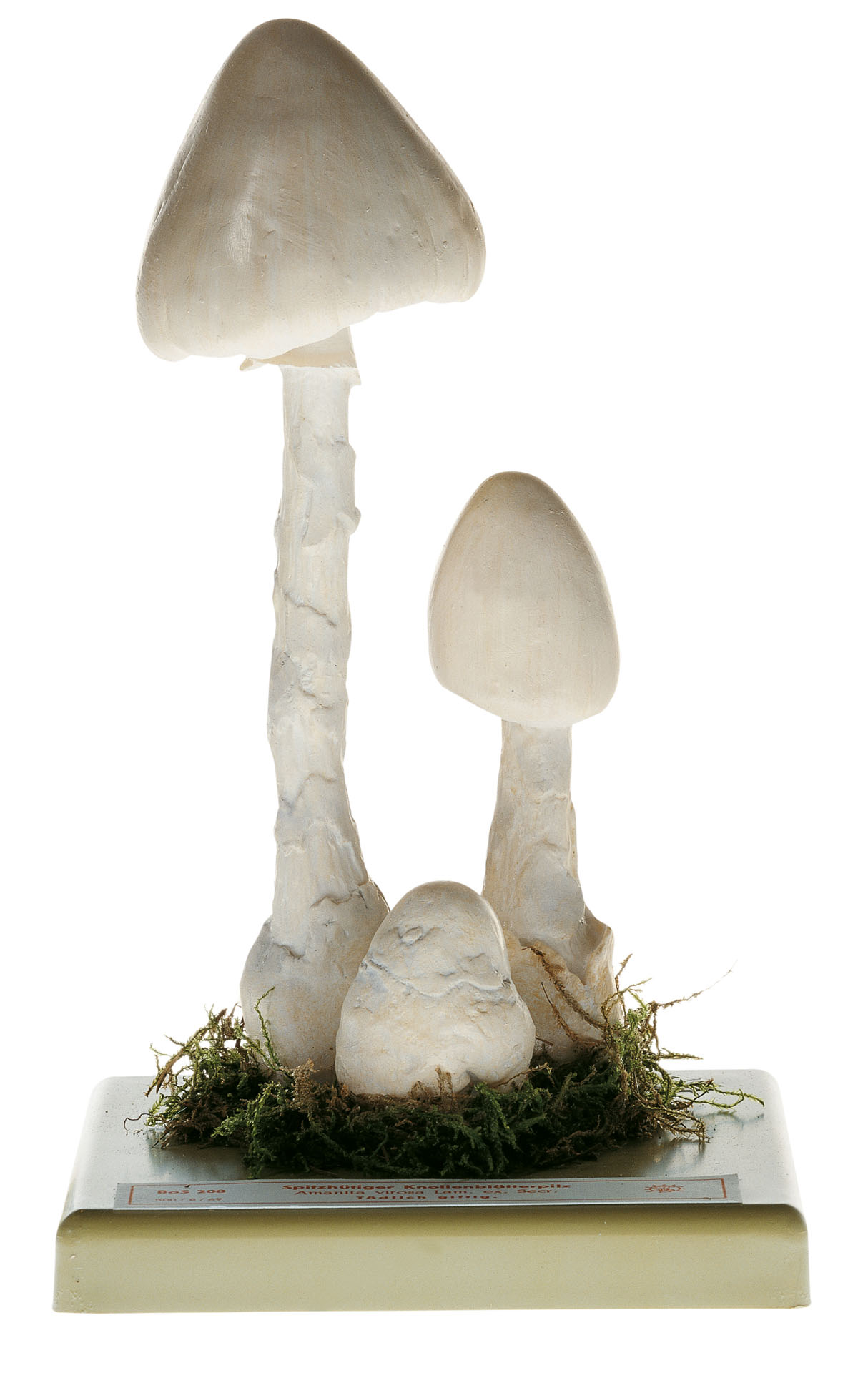 Destroying Angel