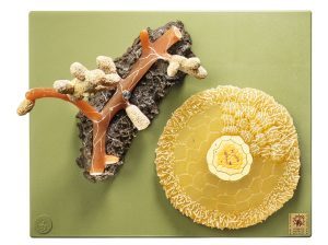 Scots Pine Mycorrhiza