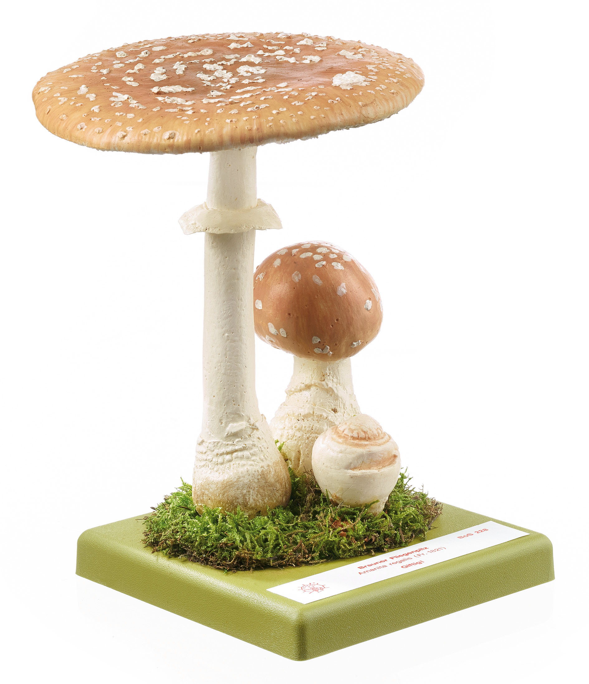 Royal Fly Agaric