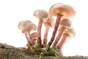 Porcelain Fungus