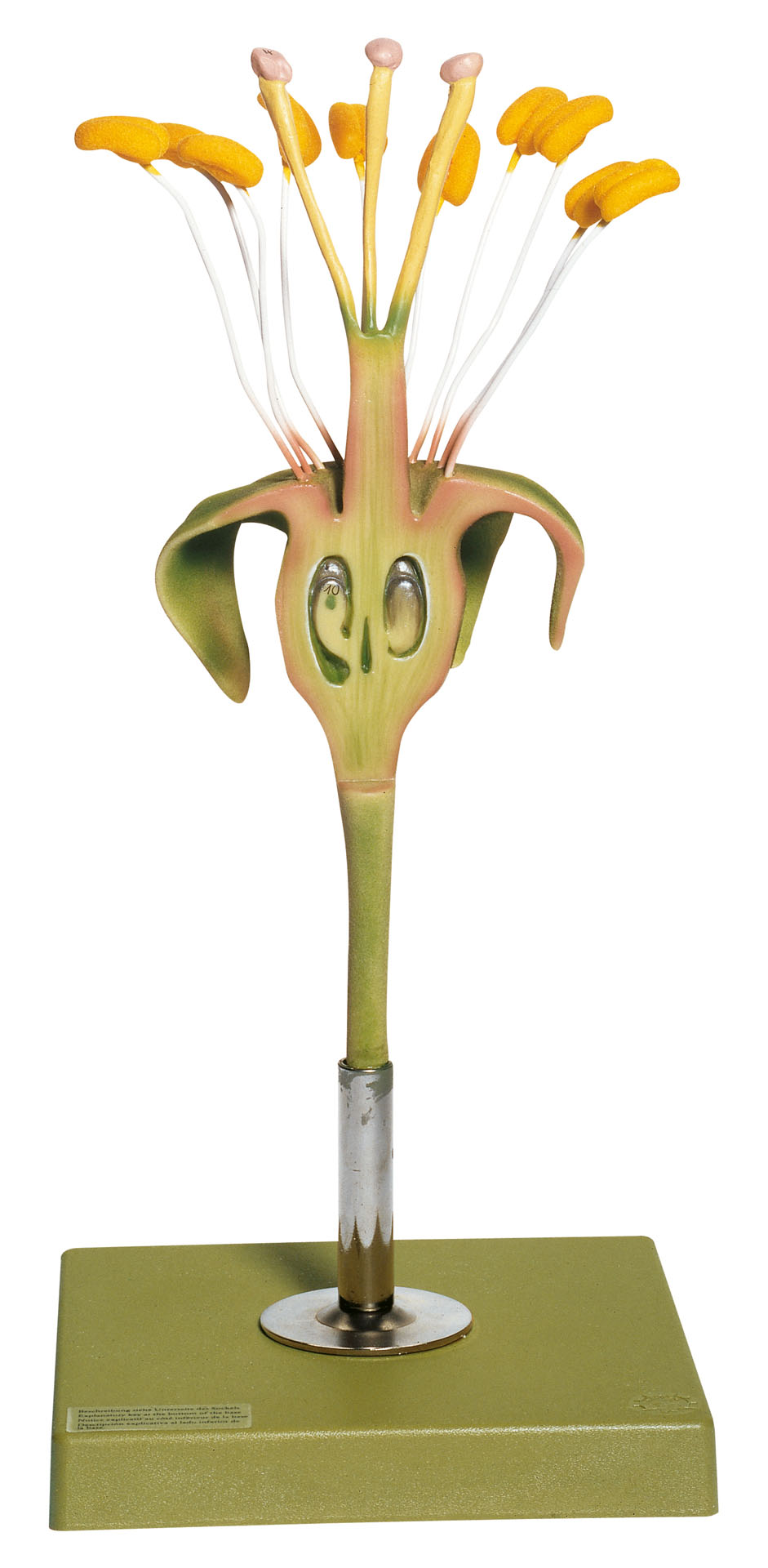 Apple Blossom – Longitudinal Section of the Ovary