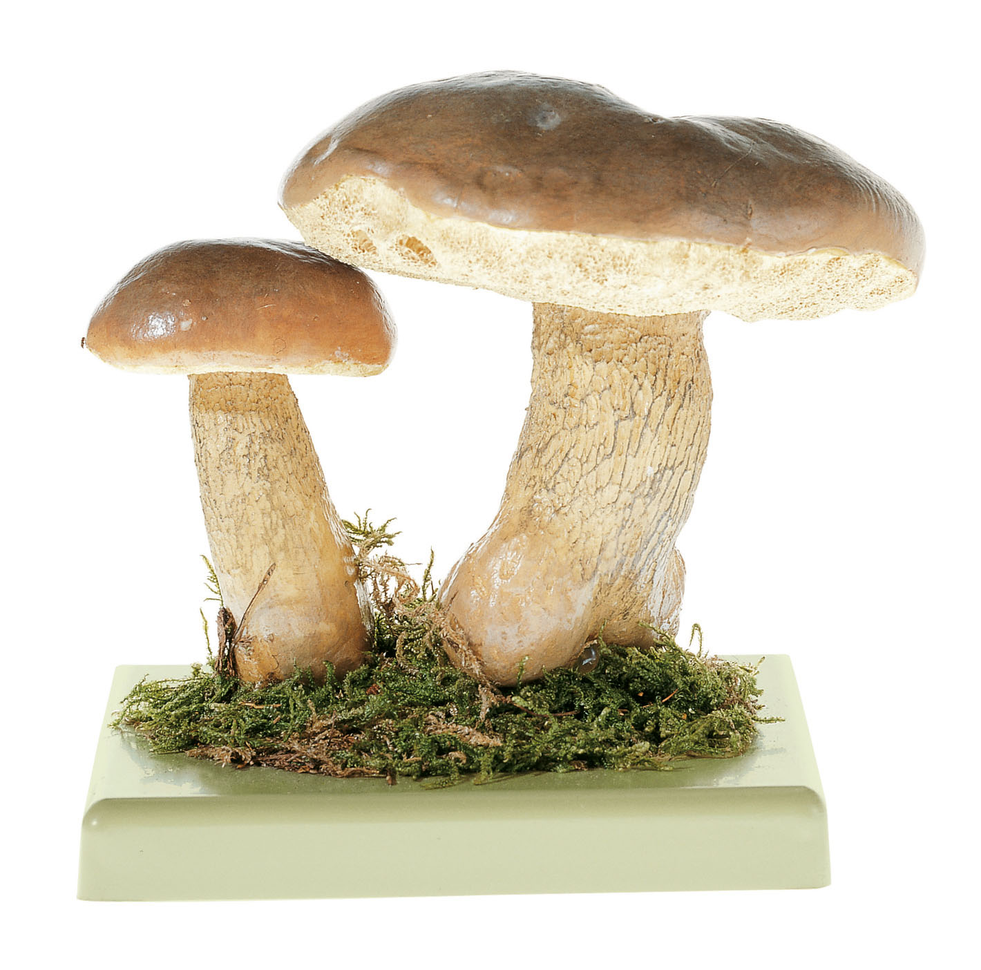 Bitter Bolete