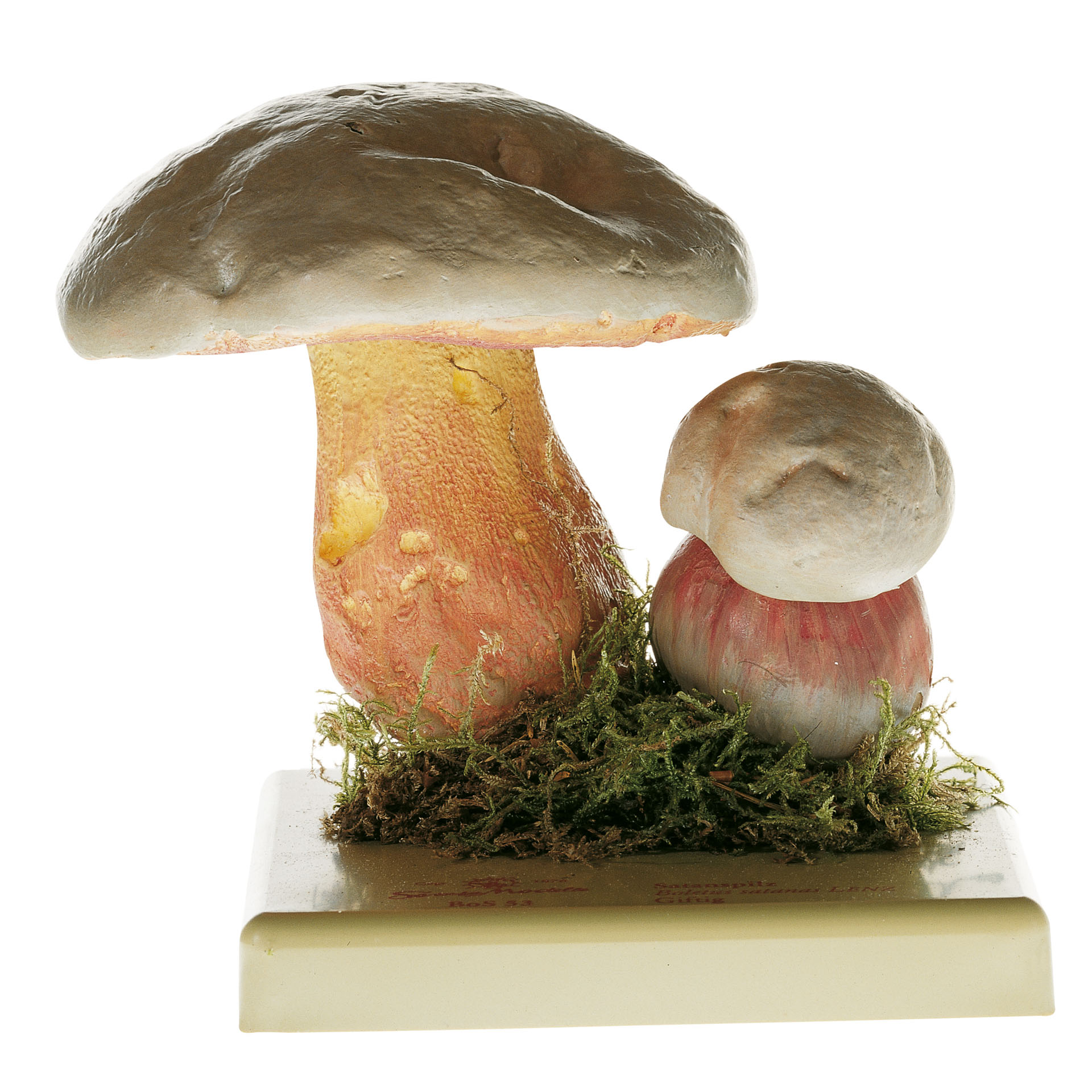 Devil’s Bolete