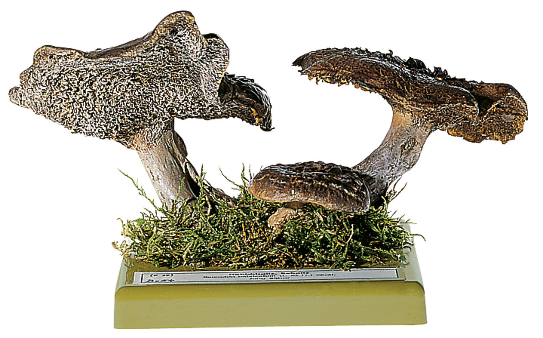 Shingled Hedgehog